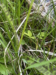 Dactylorhiza maculata