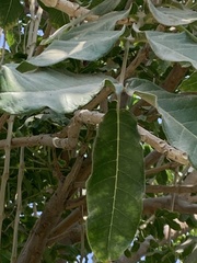 Kigelia africana