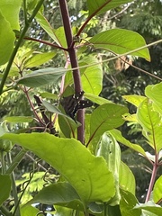Urbanus proteus proteus
