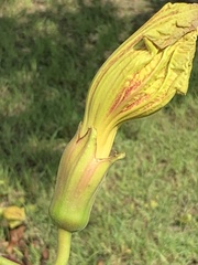 Kigelia africana