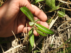 Pterocaulon virgatum