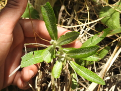 Pterocaulon virgatum