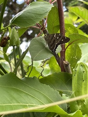 Urbanus proteus proteus