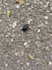 Ablattaria laevigata