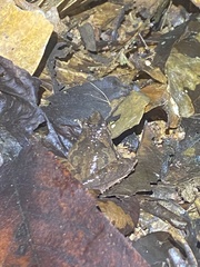Microhyla berdmorei
