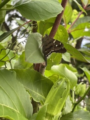 Urbanus proteus proteus