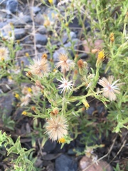 Heterotheca oregona