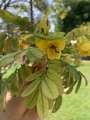 Senna surattensis