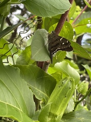 Urbanus proteus proteus