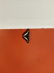 Limenitidinae