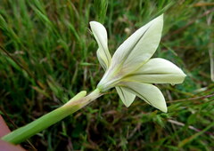 Moraea