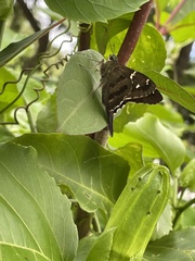 Urbanus proteus proteus