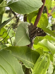 Urbanus proteus proteus