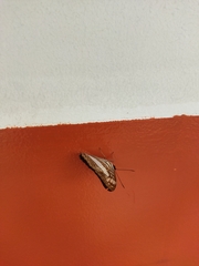 Limenitidinae