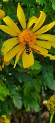 Chrysotoxum intermedium