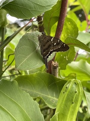 Urbanus proteus proteus