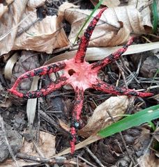 Clathrus archeri