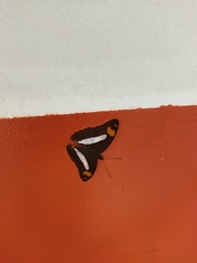 Limenitidinae