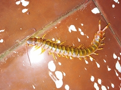 Scolopendra gigantea