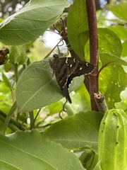 Urbanus proteus proteus