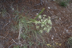 Angelica lineariloba