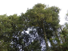 Laureliopsis philippiana