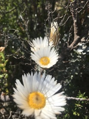 Helichrysum retortum