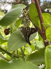 Urbanus proteus proteus