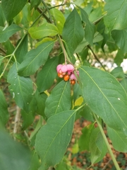 Euonymus