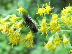 Lasioglossum fuscipenne