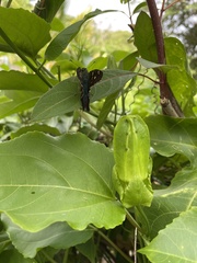 Urbanus proteus proteus