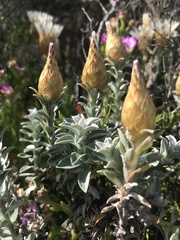 Helichrysum retortum