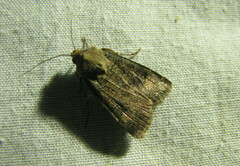 Agrotis trux