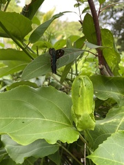 Urbanus proteus proteus