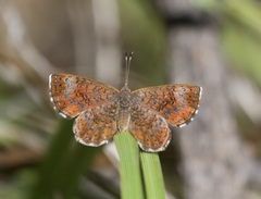 Calephelis arizonensis