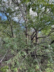 Juglans major