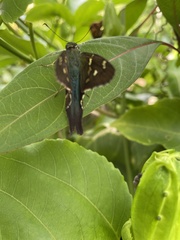 Urbanus proteus proteus