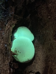 Gymnopilus punctifolius