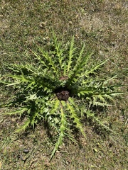 Carlina acanthifolia