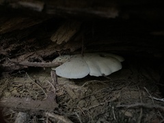 Gymnopilus punctifolius