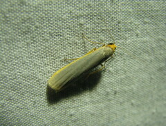 Eilema depressa
