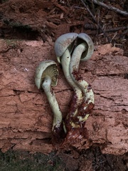 Gymnopilus punctifolius