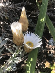 Helichrysum retortum