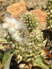 Salix petrophila