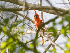 Cardinalis phoeniceus