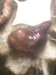 Priapulida