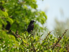 Icterus pyrrhopterus