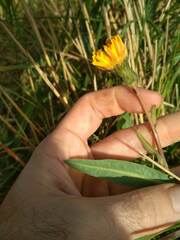Sonchus maritimus