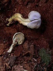 Gymnopilus punctifolius