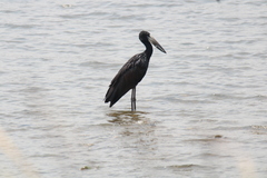 Anastomus lamelligerus